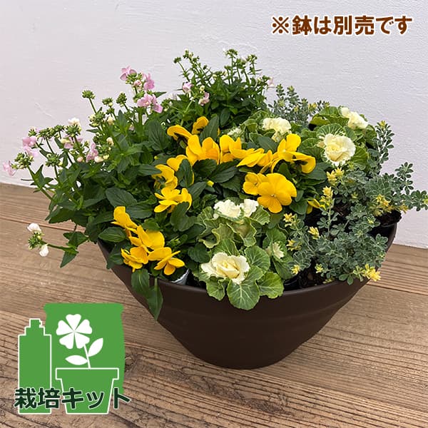 園芸ネット本店｜冬の寄せ植え花苗セット イエロー・ピンク系4種×3