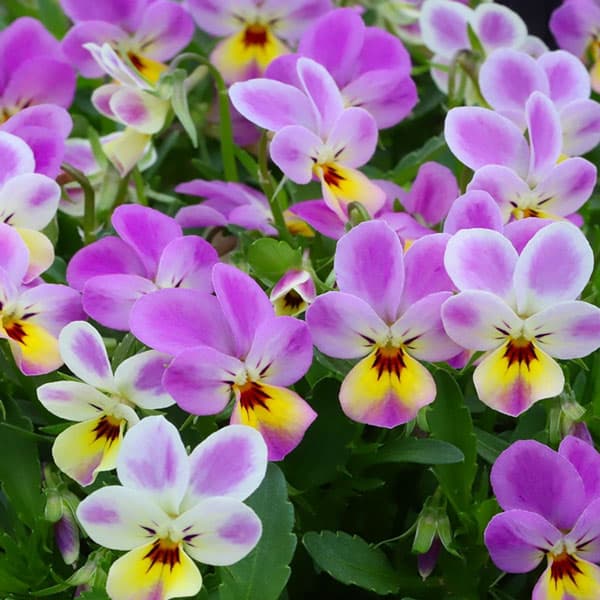 MSKガーデン極小輪ビオラ：フルーレット　ミスティーピンク3号ポット 3株セット