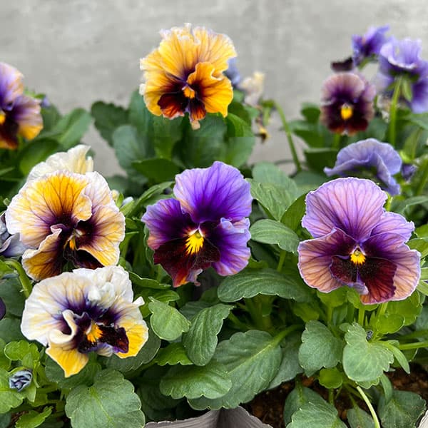園芸ネット本店｜見元園芸さんのパンジー：アジアンビューティー H19