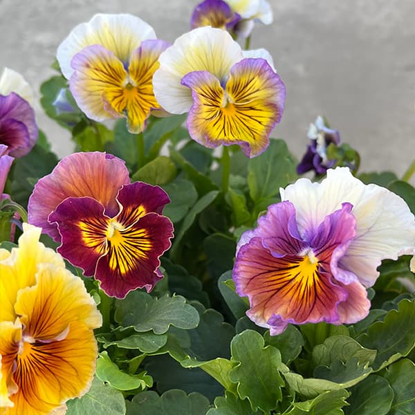 園芸ネット本店｜見元園芸さんのビオラ：エンジェルラダー3号ポット 3