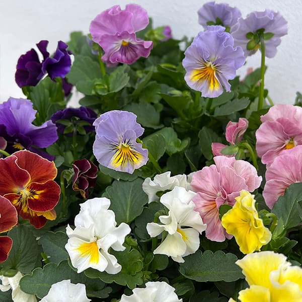 園芸ネット本店｜ビオラ（小輪系フリル咲き）：ミニフリフリ（花色