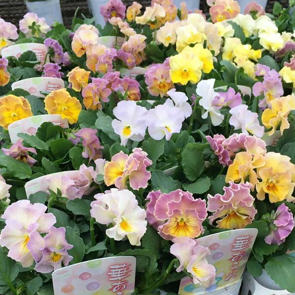 ビオラ(フリル咲き):華あられ(ミックスアソート)3-3.5号ポット 3株セット