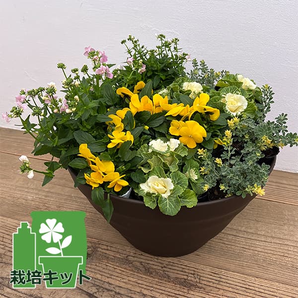 No.347 348 　 クロノス　2個セット　寄せ植え　花 No.347 348 クロノス様専用 2個セット 寄せ植え 花 生花
