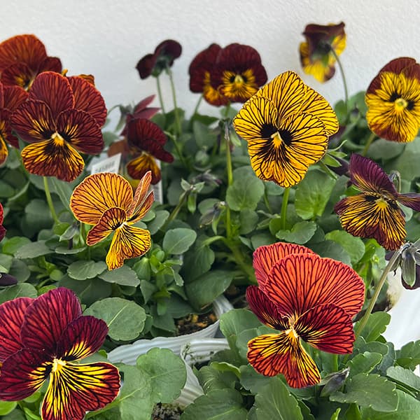 園芸ネット本店｜ビオラ：タイガーアイ（花色アソート）3-3.5号ポット