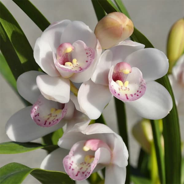 テーブルシンビジウム:森の精 しゅしゅ2本立ち 5号鉢植え(皿付き)