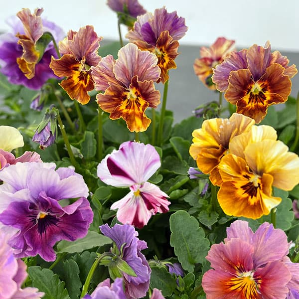 [送料無料]ビオラ：エボルべ　ストライプ3.5号ポット 12株セット