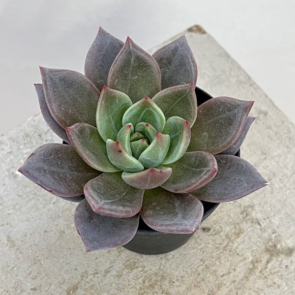 はつせページ AD1069アメジスト105苗多肉植物 エケベリア サボテン 観葉植物 花 園芸