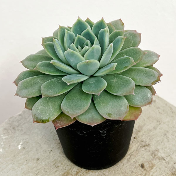 園芸ネット本店｜エケベリア：セプテンバーモーン 2.5号ポット* の通販