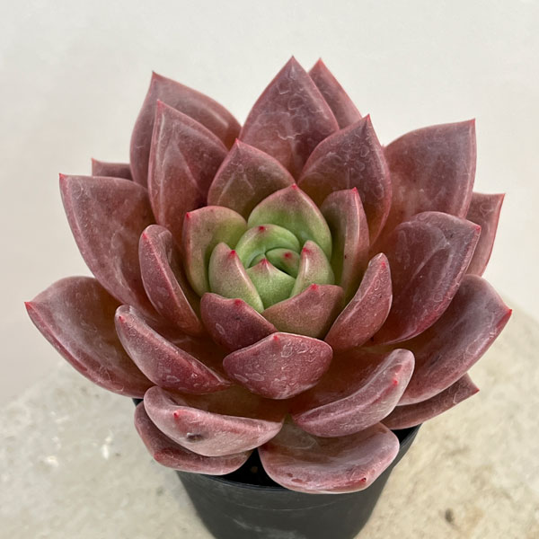 園芸ネット本店｜エケベリア：ピンクシャンペン 2.5号ポット* の通販