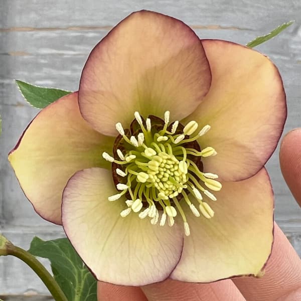 yuko様にご提案苗㉖-35クリスマスローズ 楽天市場】新入荷苗 クリスマスローズ ダブル咲き ホワイトピコティ系