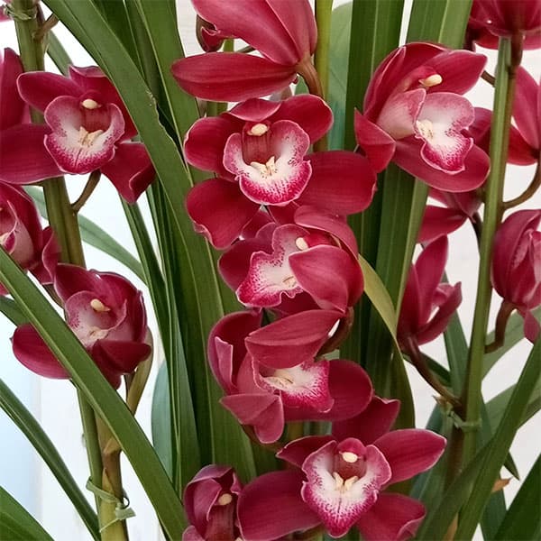 シンビジウム:ワインシャワー3本立アーチ仕立て4号鉢植え