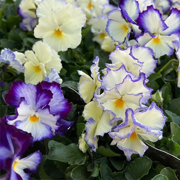 園芸ネット本店｜見元園芸さんのビオラ：アジアンビューティー Z26