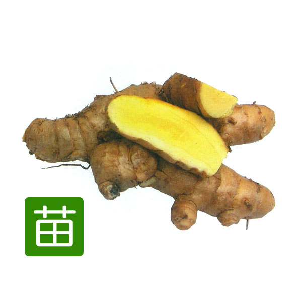 [26年5月中下旬予約]ウコン：春ウコン3号ポット（キョウオウ）3号ポット 12株セット