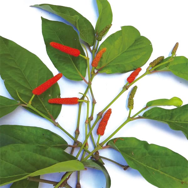 [26年5月中下旬予約]シマコショウ（島胡椒）：ヒハツモドキ3号ポット 6株セット