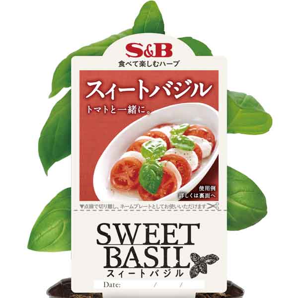 [送料無料][26年4月下旬予約]S＆Bスイートバジル3号ポット 24株セット