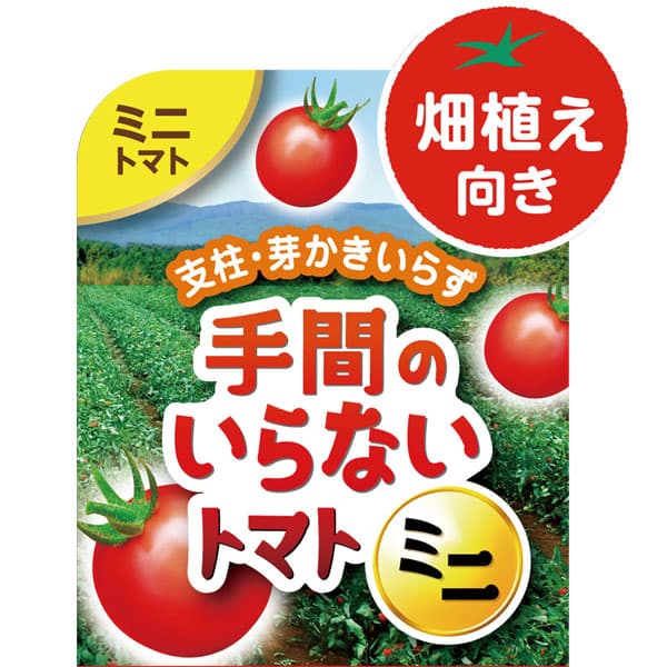 [送料無料]トマト（ミニ）：カゴメ　手間のいらないミニトマト苗3号ポット** 24株セット