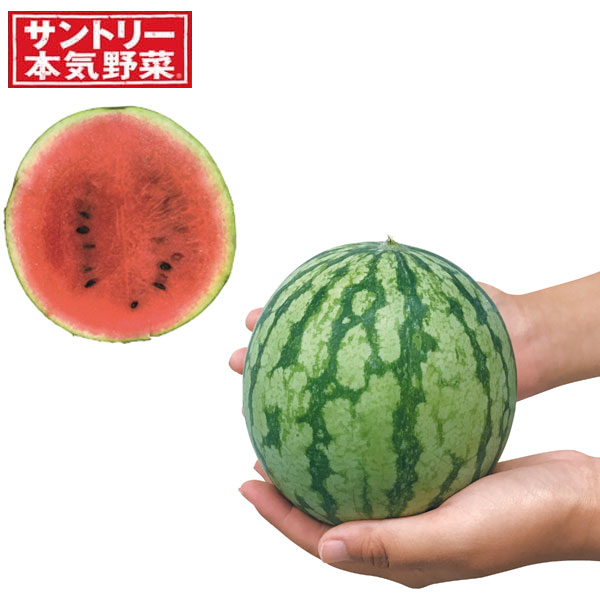 スイカ：甘小丸(R)スイカ接木苗3.5号ポット* 6株セット の通販