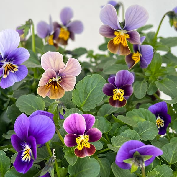 ビオラ：フロステッドチョコレート3号ポット 12株セット