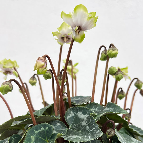 シクラメン：抹茶ラテ5号鉢植え