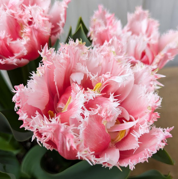 [26年2月中下旬予約]チューリップ：クイーンズランド（桃八重）5号鉢植え