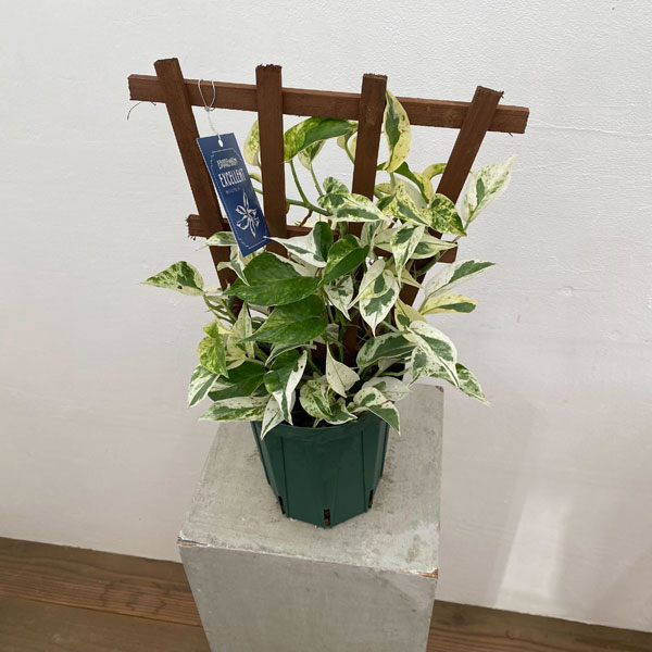園芸ネット本店｜ポトス：エクセレント（トレリス仕立て） 5号鉢植え