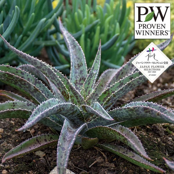 [26年4月下旬予約]マンガベ：フレックルアンドスペックル3号ポット