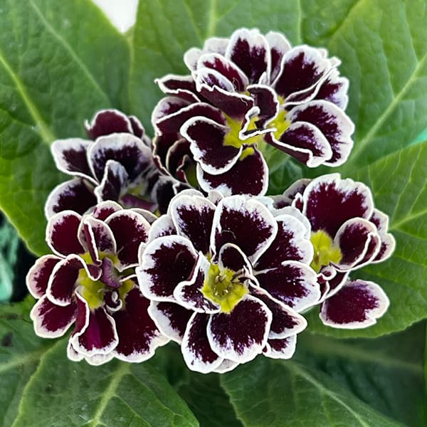 プリムラ　ジュリアン：ロイヤルパープルエッジ3号ポット 6株セット