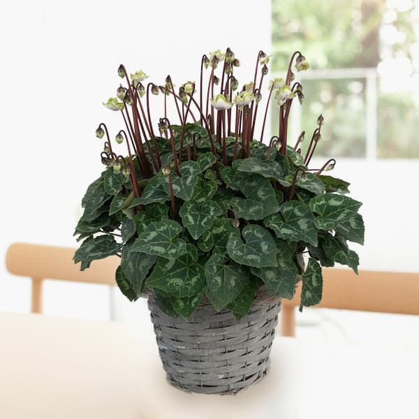 [ギフトに]シクラメン：抹茶ラテ5号鉢植えカゴ入り／グレー