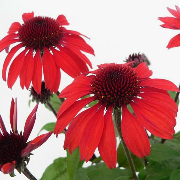 [26年6月中下旬予約]エキナセア：パナマレッド4号ポット