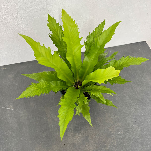 アスプレニウム：ダキラ　5号鉢植え