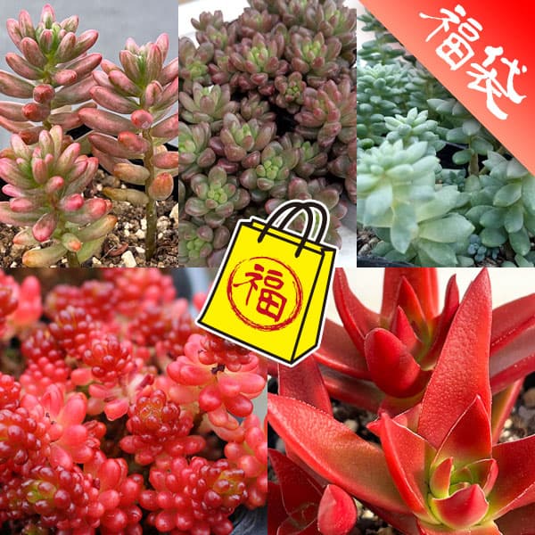 多肉植物：人気の紅葉種5種セット