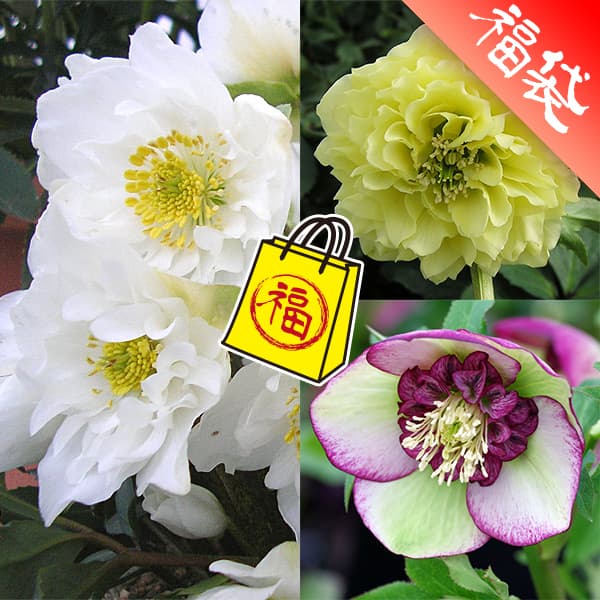 クリスマスローズ・ミヨシの3種セット／原種系ダブルファンタジー・ムーン プリマドレス・チェリーシフォン