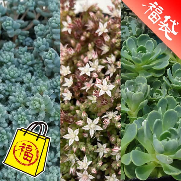 セダム2.5-3号ポット 3種セットE