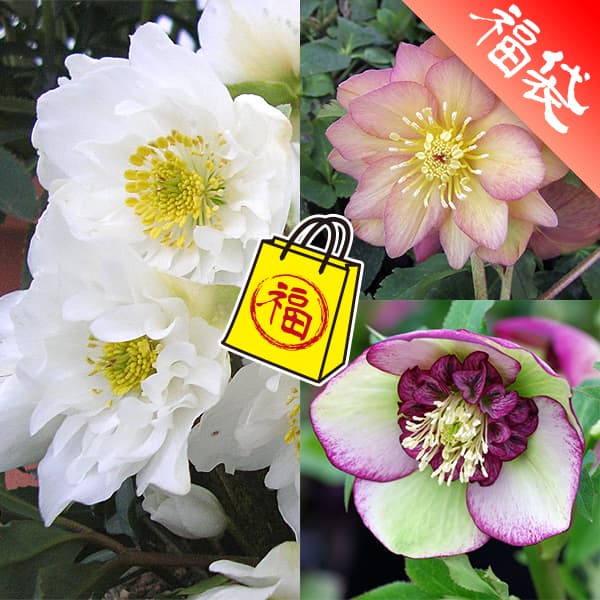 クリスマスローズ：ミヨシの3種セット／原種系ダブルファンタジー・チェリーシフォン・アプリコットジェラート