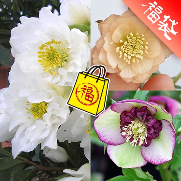 クリスマスローズ：ミヨシの3種セット／原種系ダブルファンタジー・チェリーシフォン・あんず小鞠