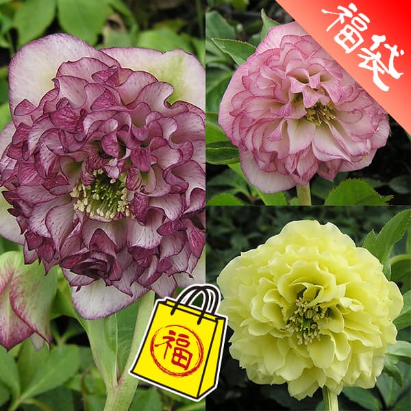 クリスマスローズ：ミヨシの3種セット／グレイス プリマドレス・ムーン プリマドレス・オーロラ プリマドレス