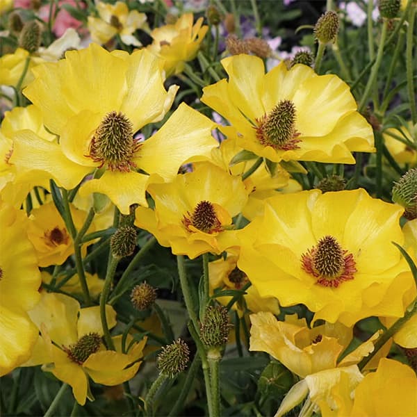 ラナンキュラス：ラックス　アルテミス２／3.5-4号ポット* 3株セット