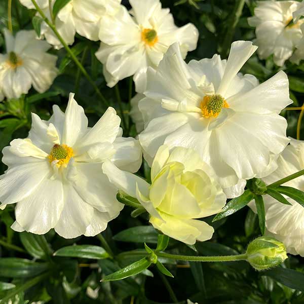 ラナンキュラス：ラックス　グレーシス3.5-4号ポット* 3株セット