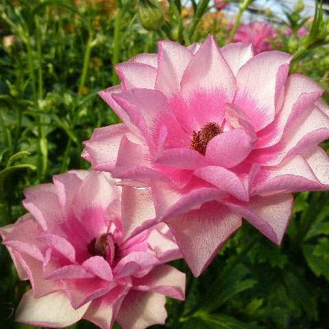 ラナンキュラス：ラックス　ヘラ3.5-4号ポット* 3株セット