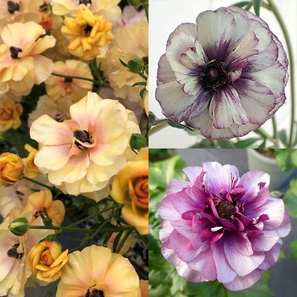 ラナンキュラス：ラックス3種セット／アイオリア・ティーバ・ベスタリス