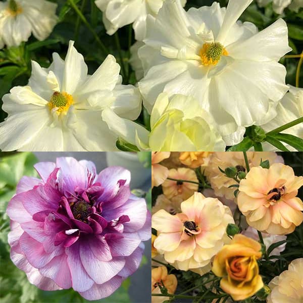 ラナンキュラス：ラックス3種セット／グレーシス・ティーバ・ベスタリス