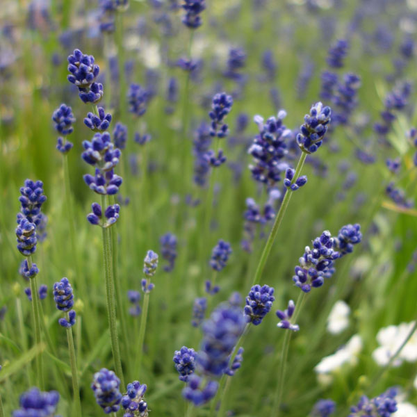 園芸ネット本店｜ラベンダー：ソーヤーズ3.5号ポット の通販【公式】