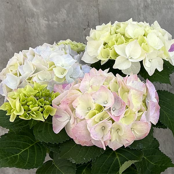 アジサイ：ジョイホワイト ブルー5号鉢植え の通販 | 園芸ネット