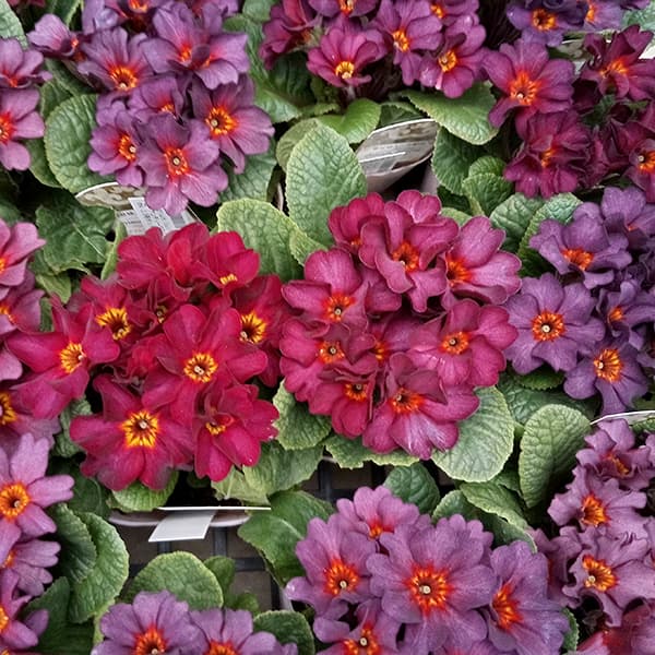 プリムラ　ジュリアン：アンティークワイン 3.5号ポット