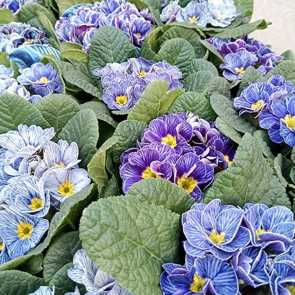 プリムラ：ジュリアン ヴィンテージフリル3.5号ポット 6株セット