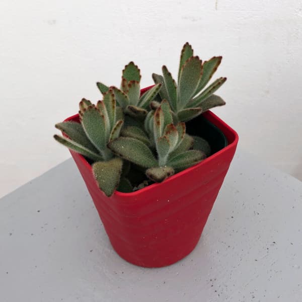 カランコエ：星兎耳（ホシトジ）　3.5号ポット