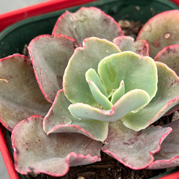 園芸ネット本店｜エケベリア：高砂の翁 3.5号ポット の通販【公式】