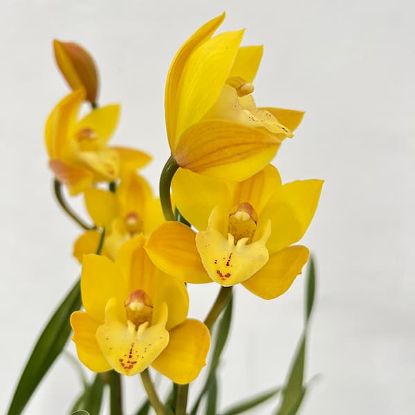 テーブルシンビジウム:ミミ2本立ち 5号鉢植え(皿付き)