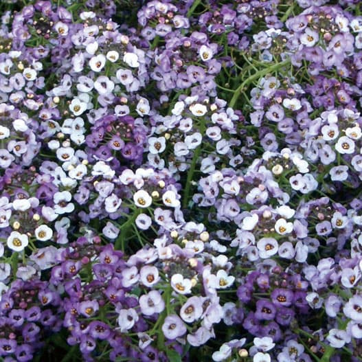 スイートアリッサム:クリアクリスタル ラベンダーシェード2.5-3号ポット 6株セット