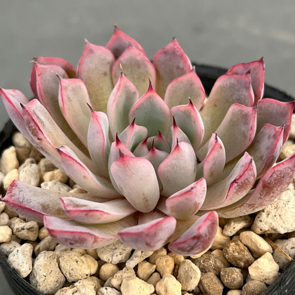 園芸ネット本店｜エケベリア：靱爪 3号ポット の通販【公式】